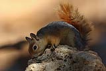 Sincap / Sciurus anomalus / Caucasian Squirrel 